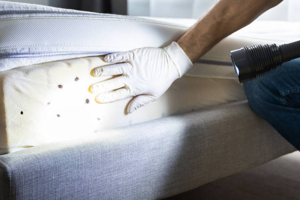 Best Best Pest Control Companies  in Whitemarsh Island, GA